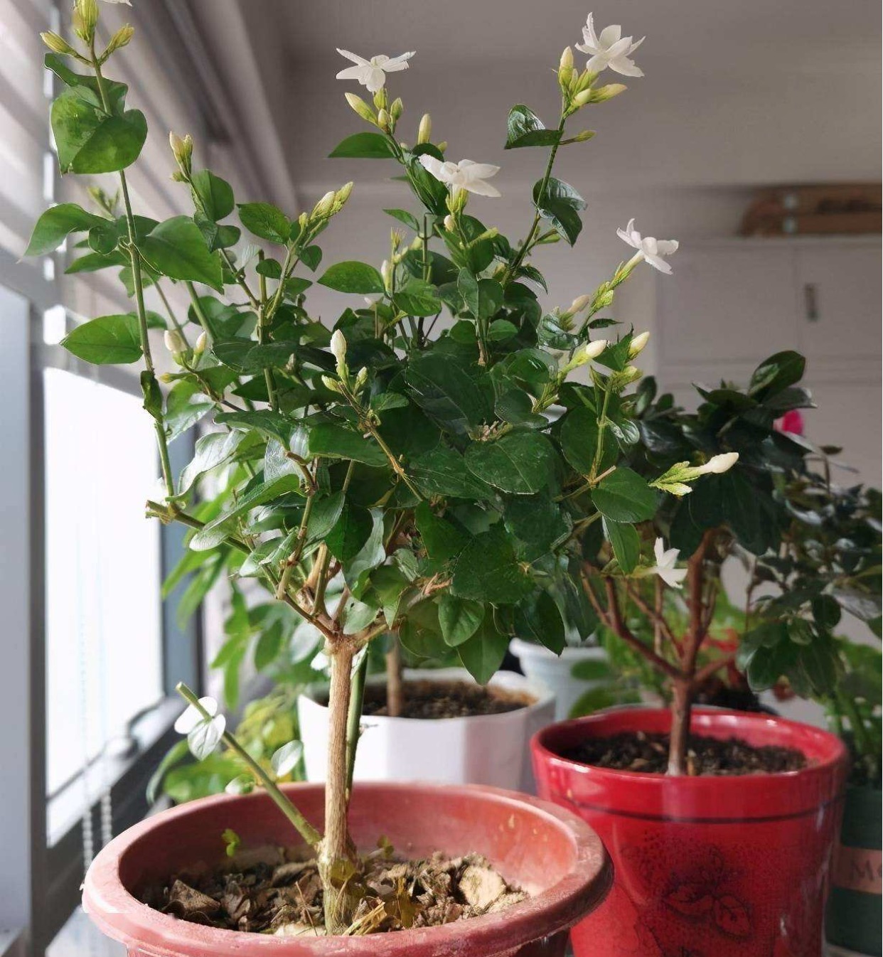 什么花能起到除甲醛的作用？