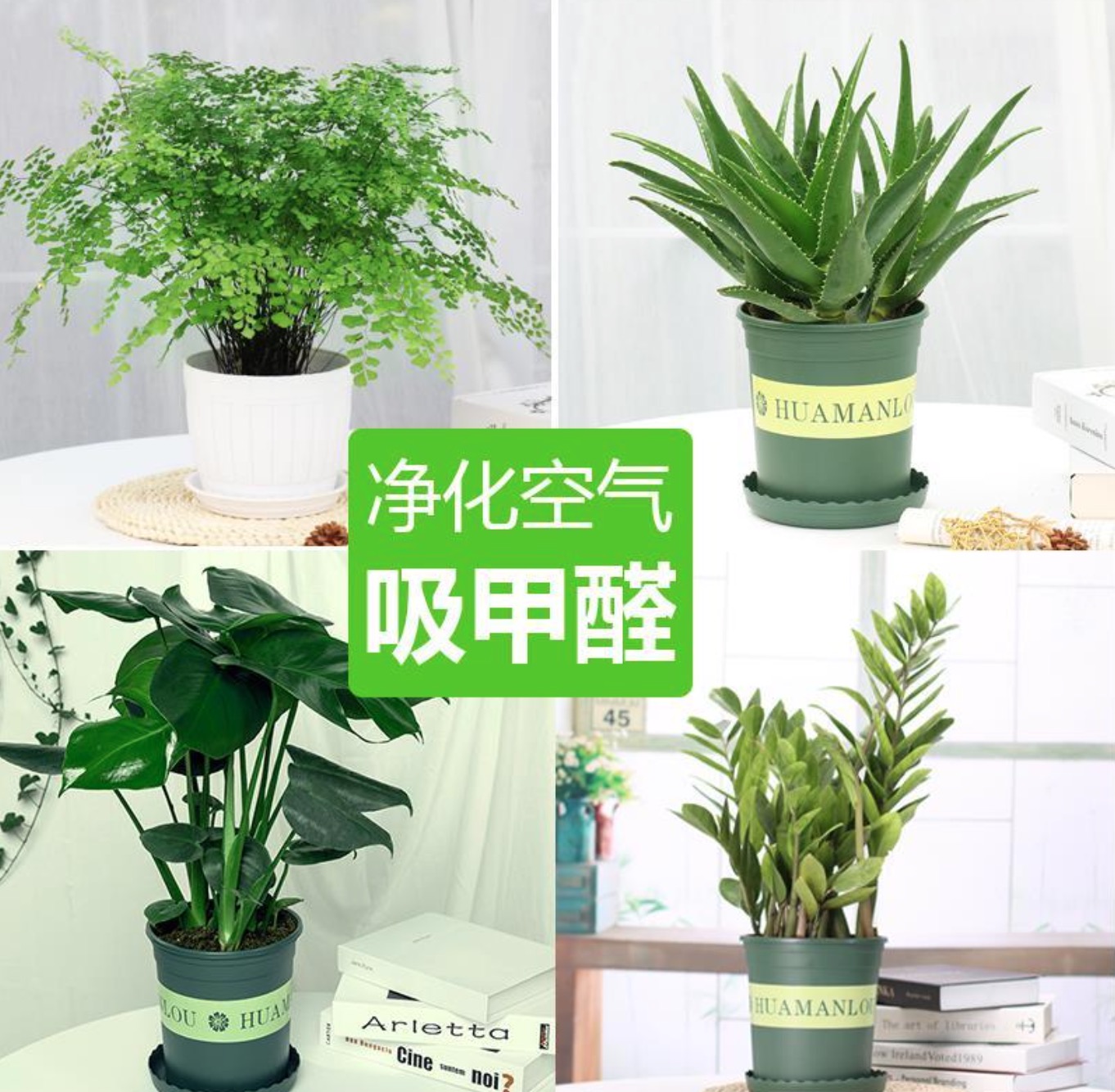都有哪些花草可以除甲醛？