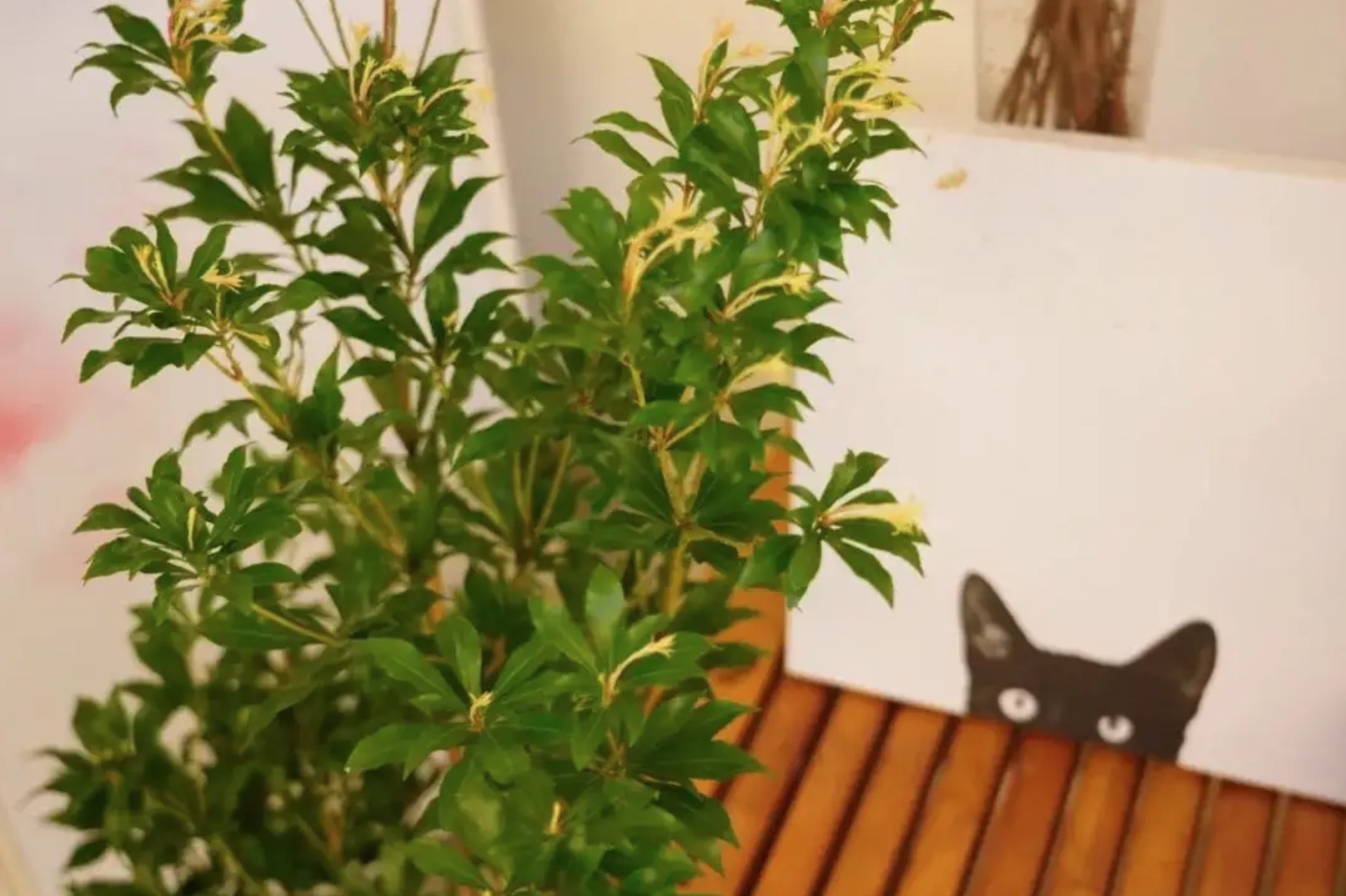 家里買了一盆馬醉木，能吸甲醛嗎？