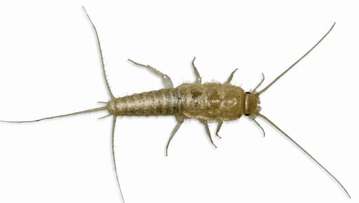 衣魚蟲(chóng)是怎么來(lái)的，衣魚蟲(chóng)怎樣徹底清除？