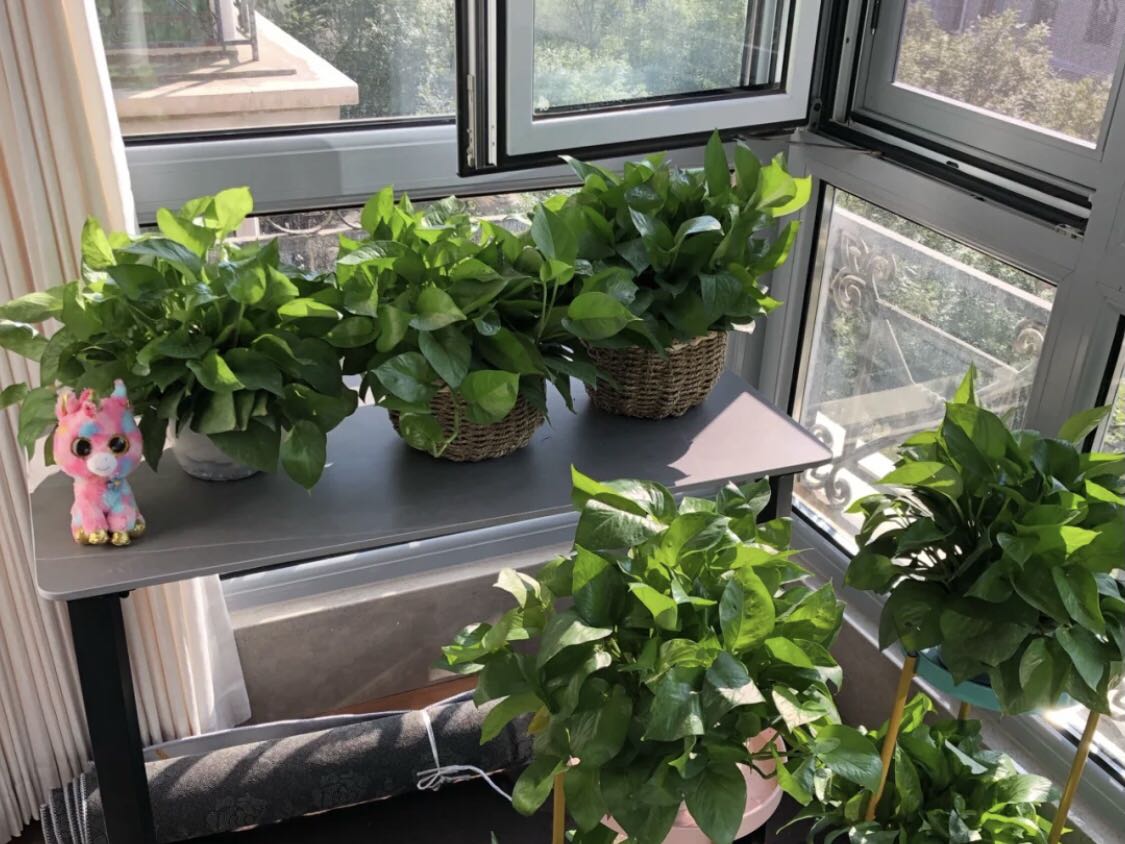 綠色植物