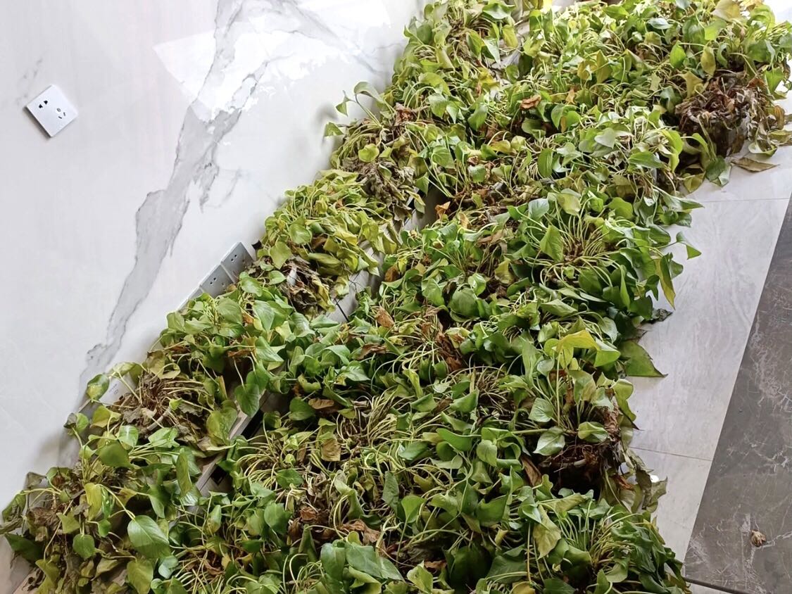 導致綠植死亡