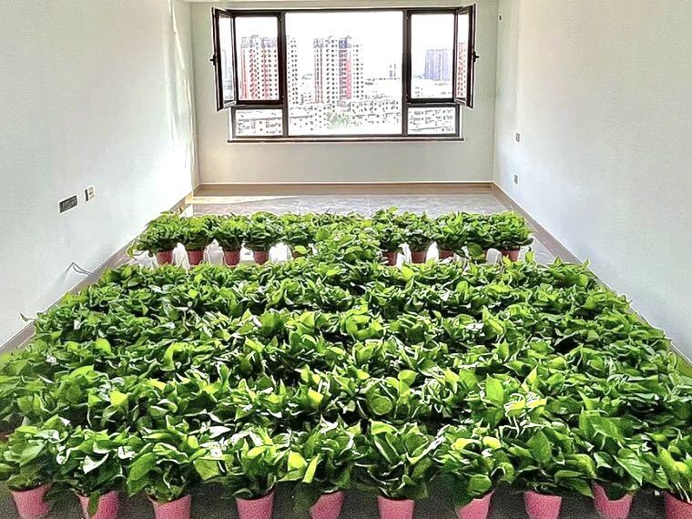 綠蘿除甲醛要當多少盆才行？